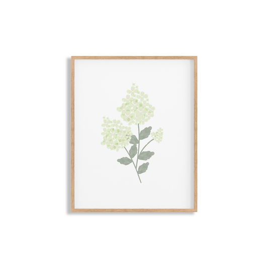 White Hydrangea Art Print